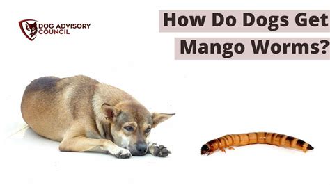 dogs with mango worms|are mango worms dangerous.